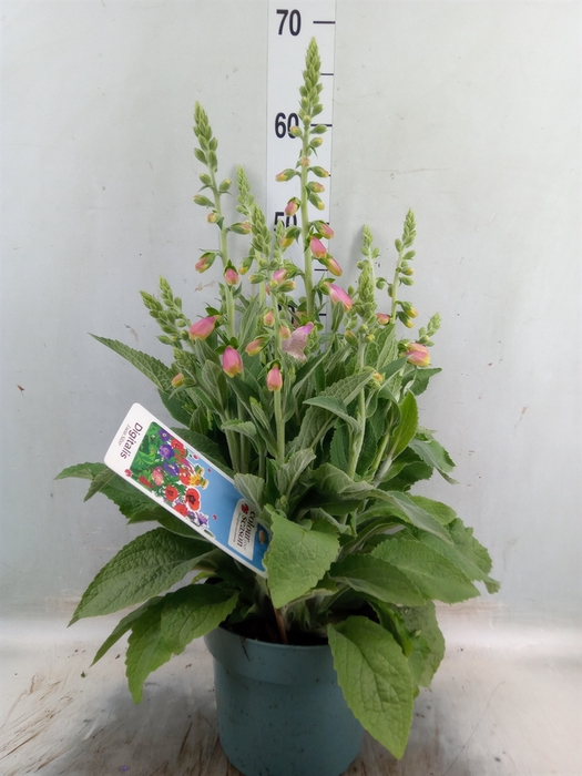 <h4>Digitalis purp. 'Lucas'</h4>