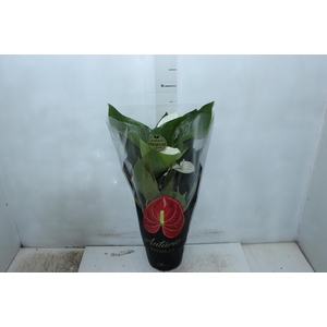 ANTHURIUM ALASKA P17 PREMIUM