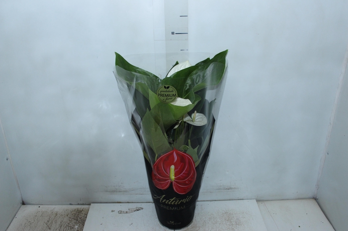 <h4>ANTHURIUM ALASKA P17 PREMIUM</h4>