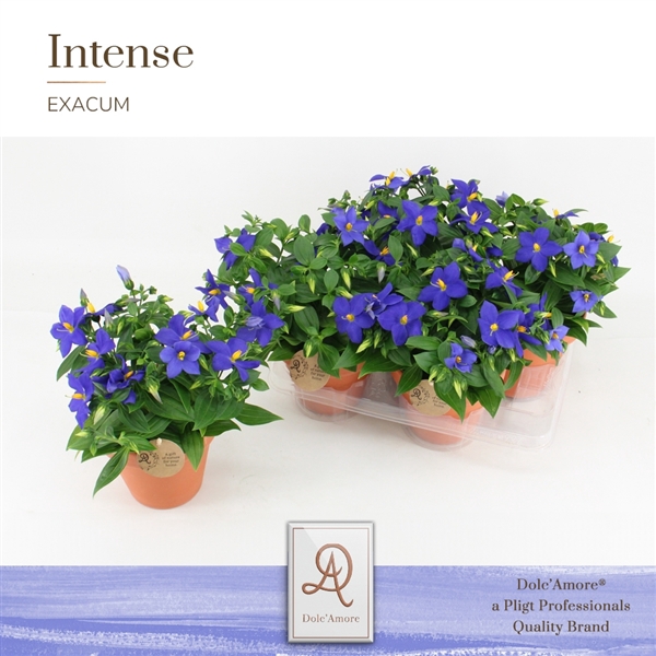 <h4>Exacum Sapphire Blauw P14 Dolc'Amore® Terracotta</h4>