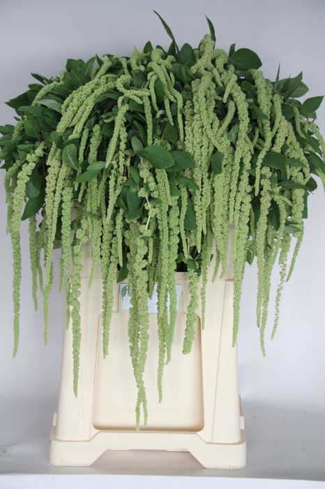 Amar Ca Green Cord