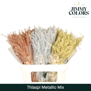 Thlaspi Gekleurd Metallic Mix