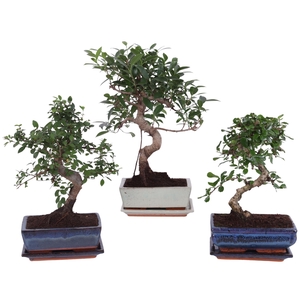 Bonsai Mixed in ø20cm Ceramic S-Shape with Saucer