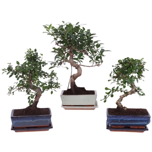 Bonsai Mixed in ø20cm Ceramic S-Shape with Saucer