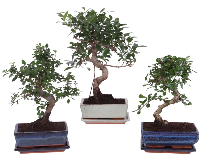 <h4>Bonsai Mixed in ø20cm Ceramic S-Shape with Saucer</h4>