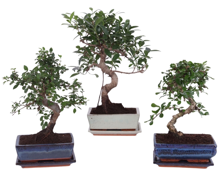 <h4>Bonsai Mixed in ø20cm Ceramic S-Shape with Saucer</h4>