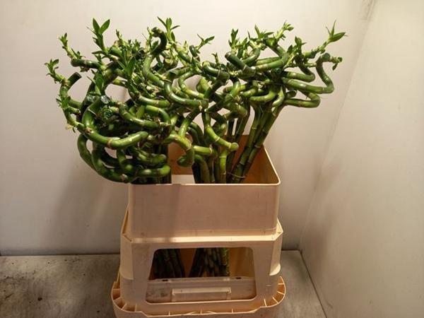 <h4>DRAC S LUCKY BAMBOO</h4>