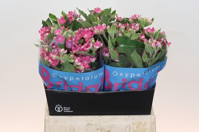 <h4>Oxypetalum Bridal Diana</h4>