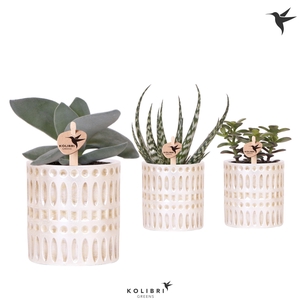 Kolibri Greens Succulenten mix in Mozaiek pot