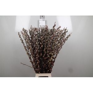 Salix Magical Silver