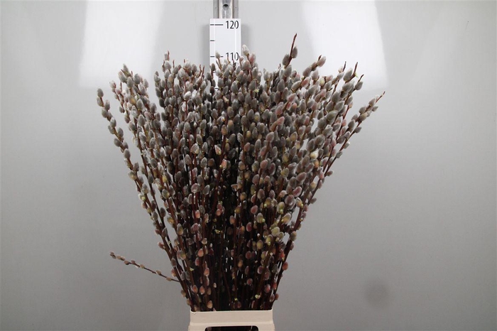<h4>Salix Magical Silver</h4>