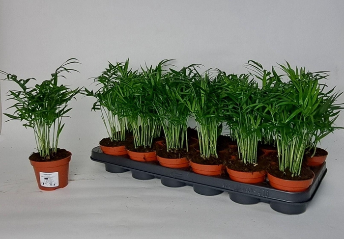 <h4>CHAMAED ELEGANS</h4>