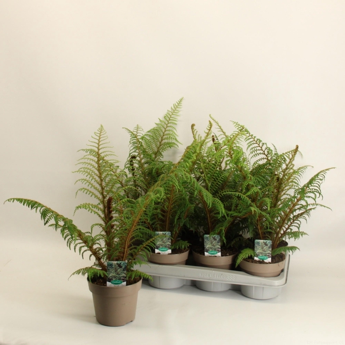 <h4>CYATHEA TOMENTOSISSI</h4>