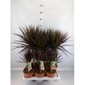 Dracaena marg. 'Magenta'