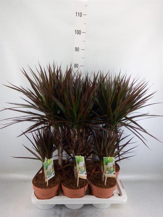 <h4>Dracaena marg. 'Magenta'</h4>
