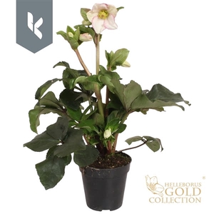 HGC Helleborus Ice N Roses Picotee