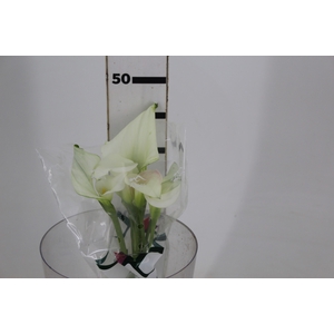 CALLA EXOTIC VENTURA