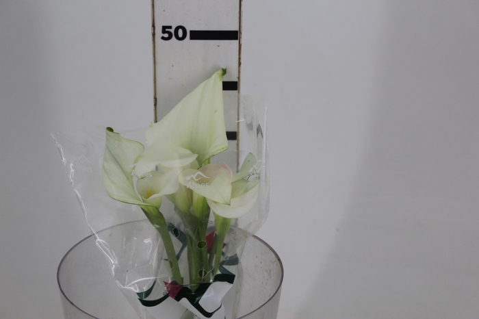 <h4>CALLA EXOTIC VENTURA</h4>