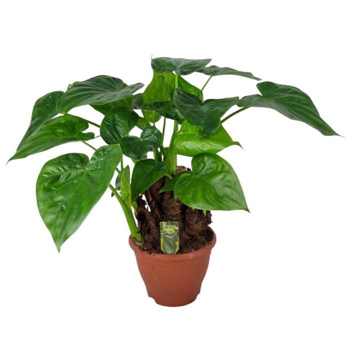 <h4>Alocasia Multitrunk green 19 cm</h4>