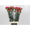 Dianthus St Bizet