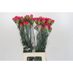 Dianthus St Bizet