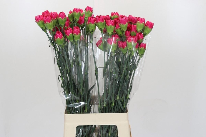 <h4>Dianthus St Bizet</h4>