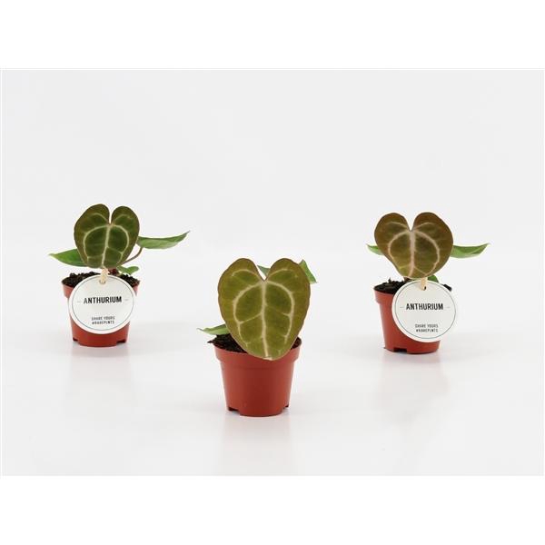 <h4>Anthurium overig</h4>