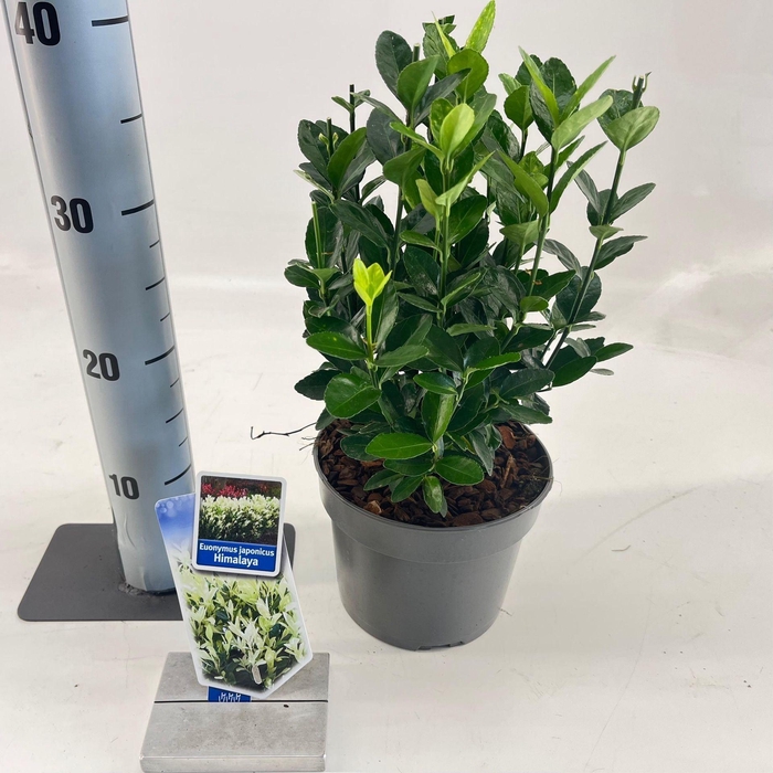 <h4>Euonymus japonicus Himalaya</h4>