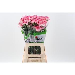 Di St Spritz Blanco Rosa