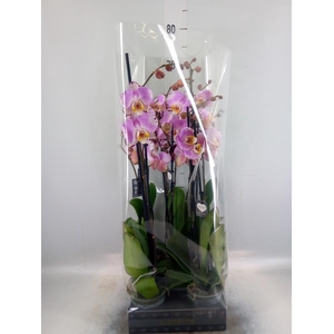 Phalaenopsis  'FC Art Nouveau'