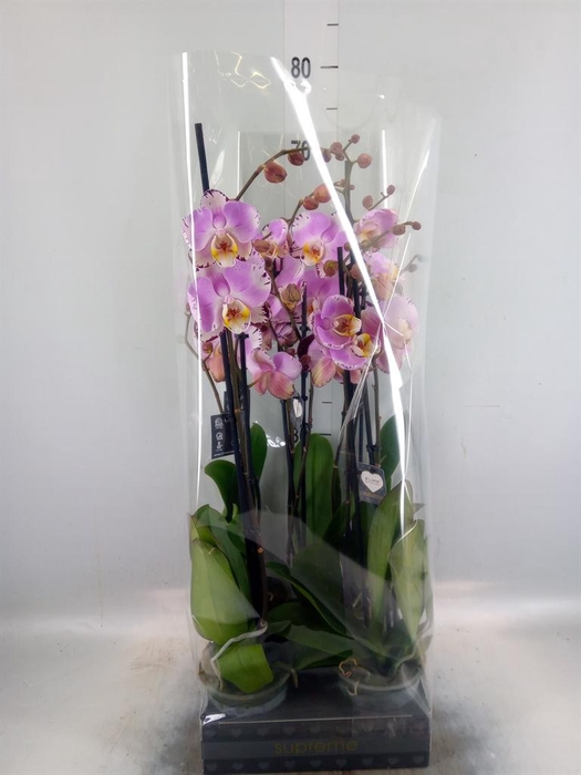 <h4>Phalaenopsis  'FC Art Nouveau'</h4>