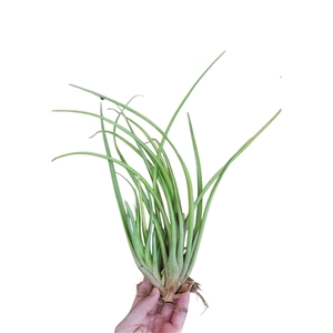 Tillandsia Melanocrater XL