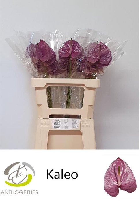 <h4>ANTH A KALEO 30 OPZET</h4>