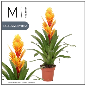 Vriesea Intenso Flame