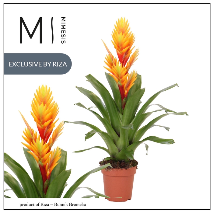 <h4>Vriesea Intenso Flame</h4>