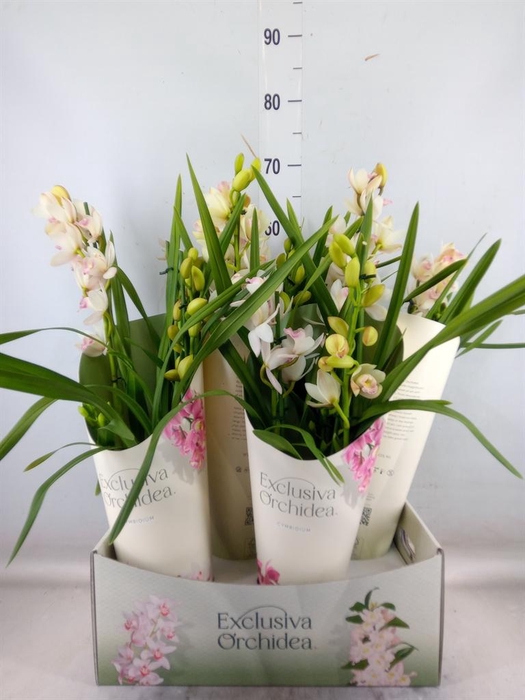 <h4>Cymbidium   ...</h4>