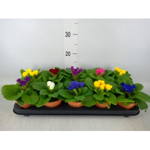 Primula ac.   ...mix