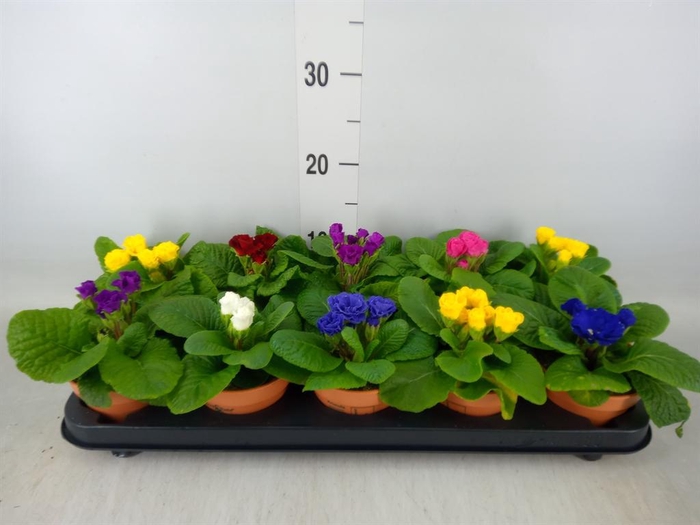 <h4>Primula ac.   ...mix</h4>