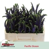 Veron Pacific Ocean Blue