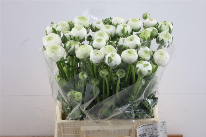 <h4>Ran Aazur White</h4>