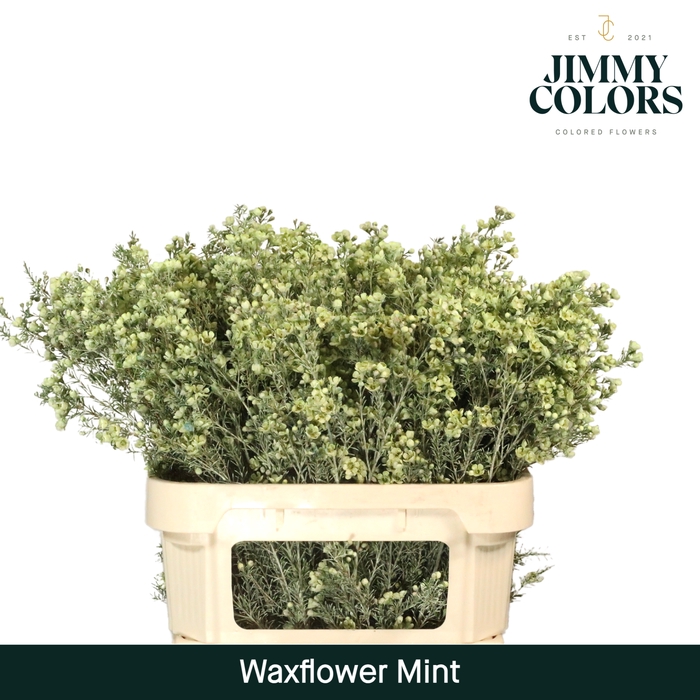 <h4>Waxflower premium L80 Mint</h4>