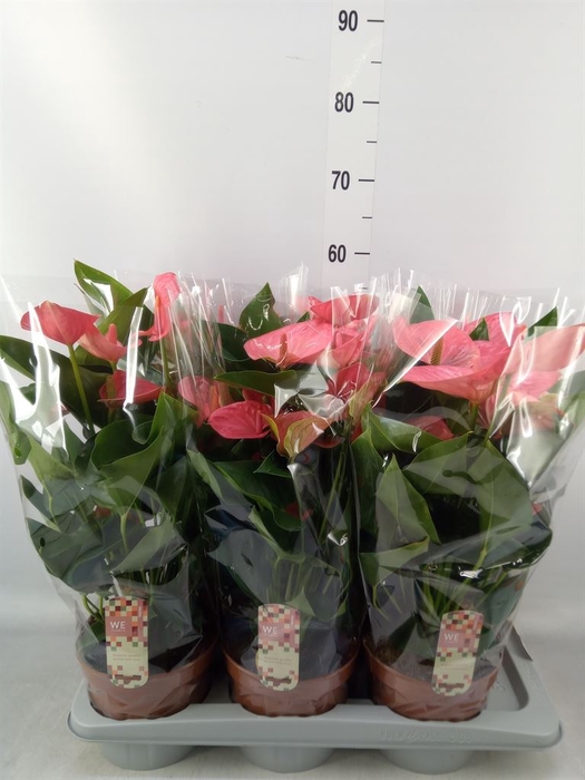 <h4>Anthurium andr. 'Melito'</h4>