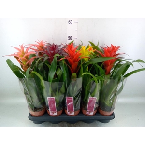 Guzmania   ...mix