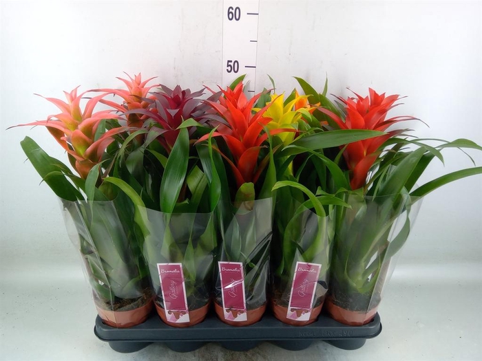 <h4>Guzmania   ...mix</h4>