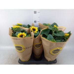Helianthus an. 'Sunsation Flame'
