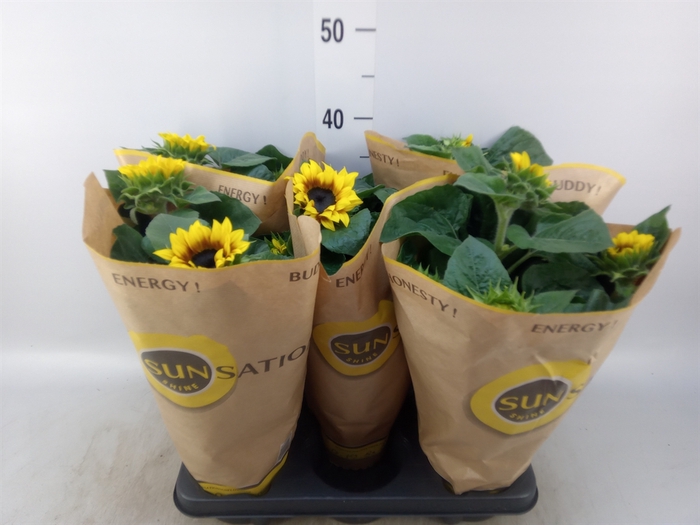 <h4>Helianthus an. 'Sunsation Flame'</h4>