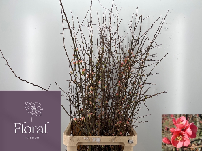 <h4>CHAENOMELES SUPERBA</h4>