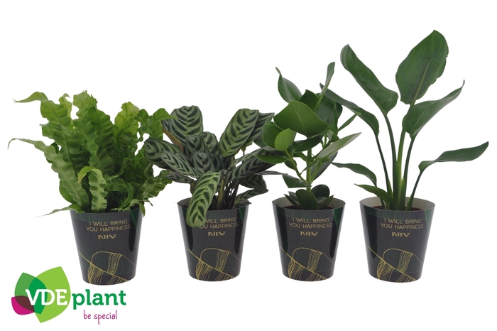 <h4>Ov Kamerplanten Gemengd Potcover</h4>