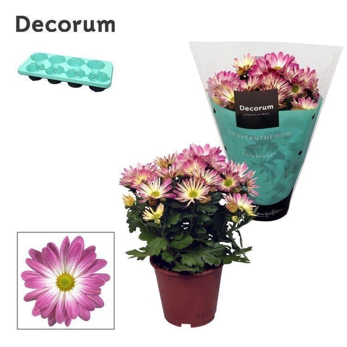 <h4>Chrysanne® Margarita Bicolor 'Ice cream'</h4>