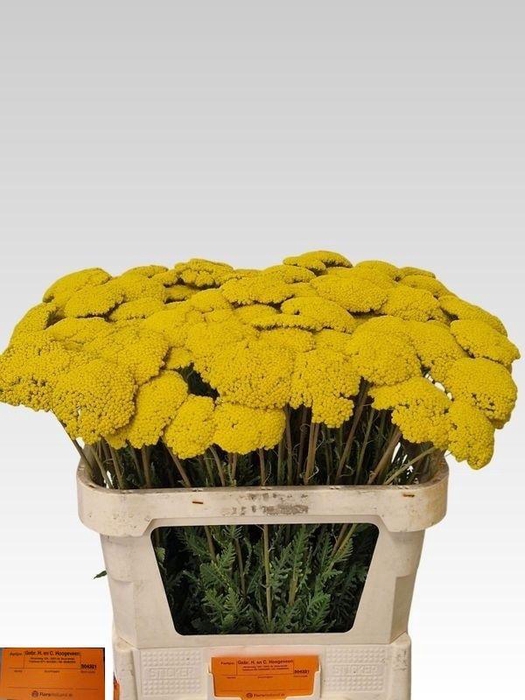 <h4>ACHIL F PARK VARIETY</h4>